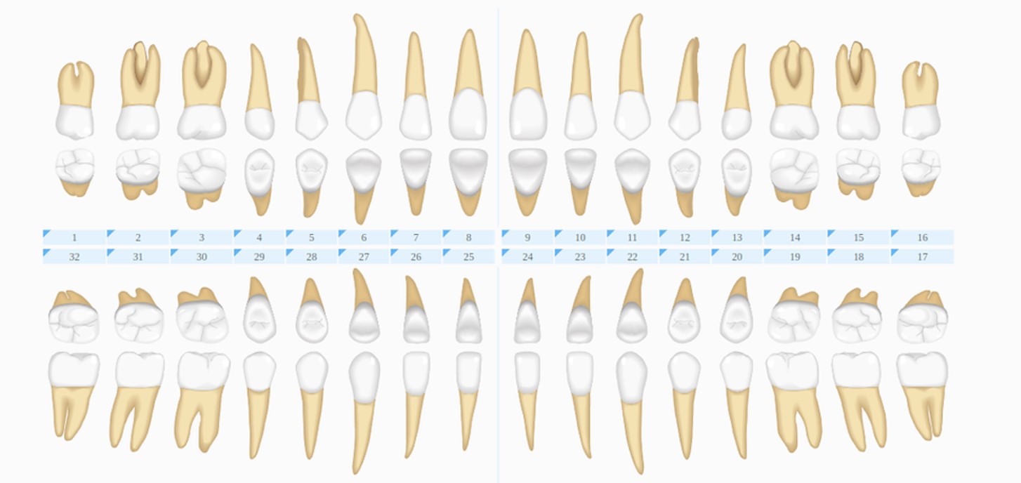 Нумерация зубов человека