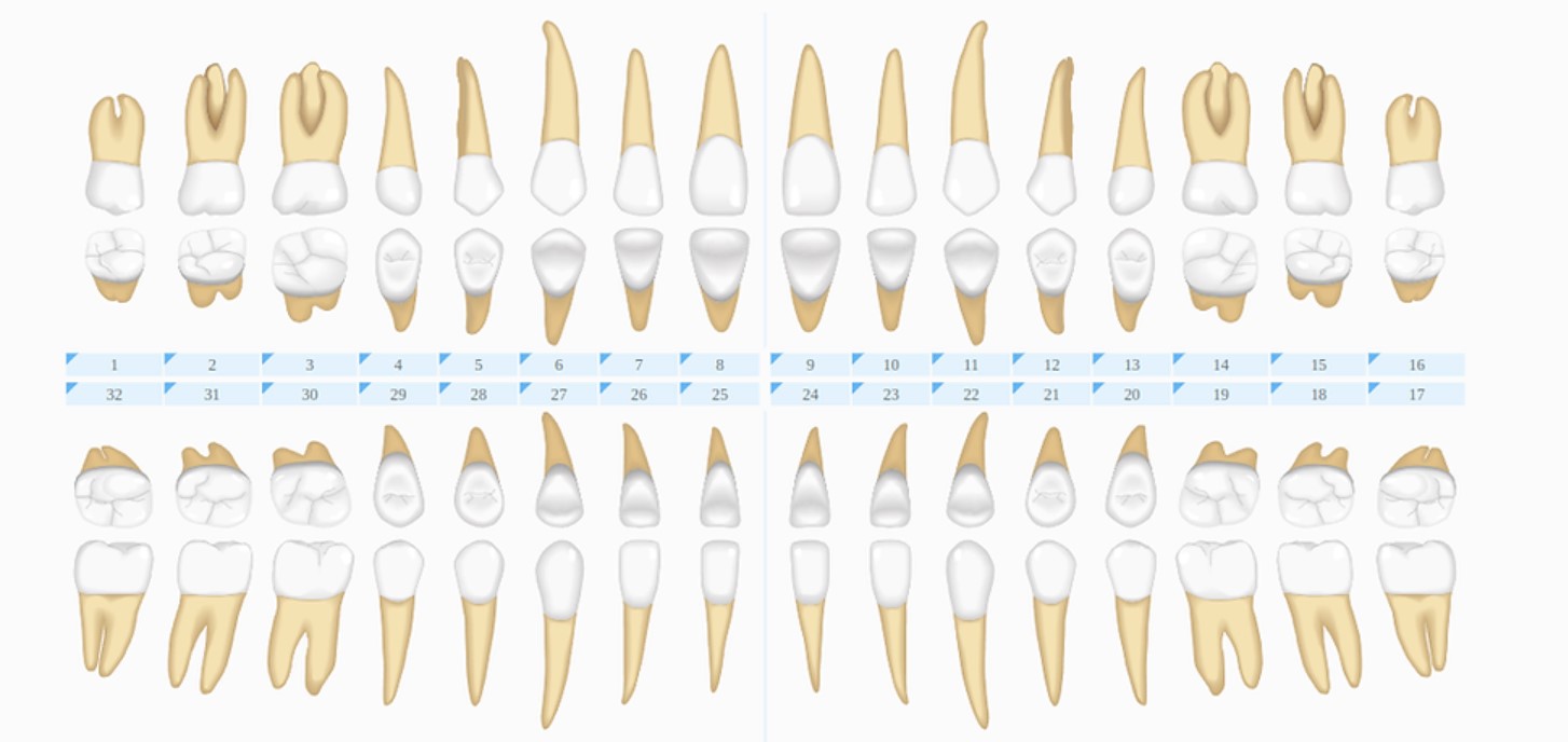Нумерация зубов человека | Расположение зубов по номерам в челюсти
