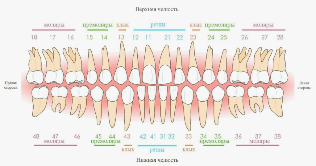 сколько зубов у человека, зубная формула